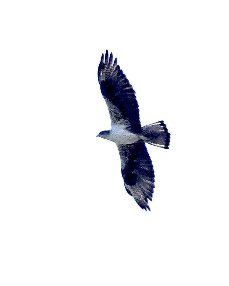 Bonelli's eagle